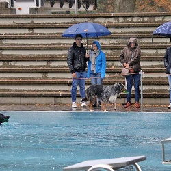 Hundeschwimmen 2018